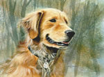 Golden Retriever - Dog Art Print by Les McDonald, Jr.